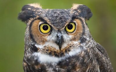 From Owls to Georgia O’Keeffe