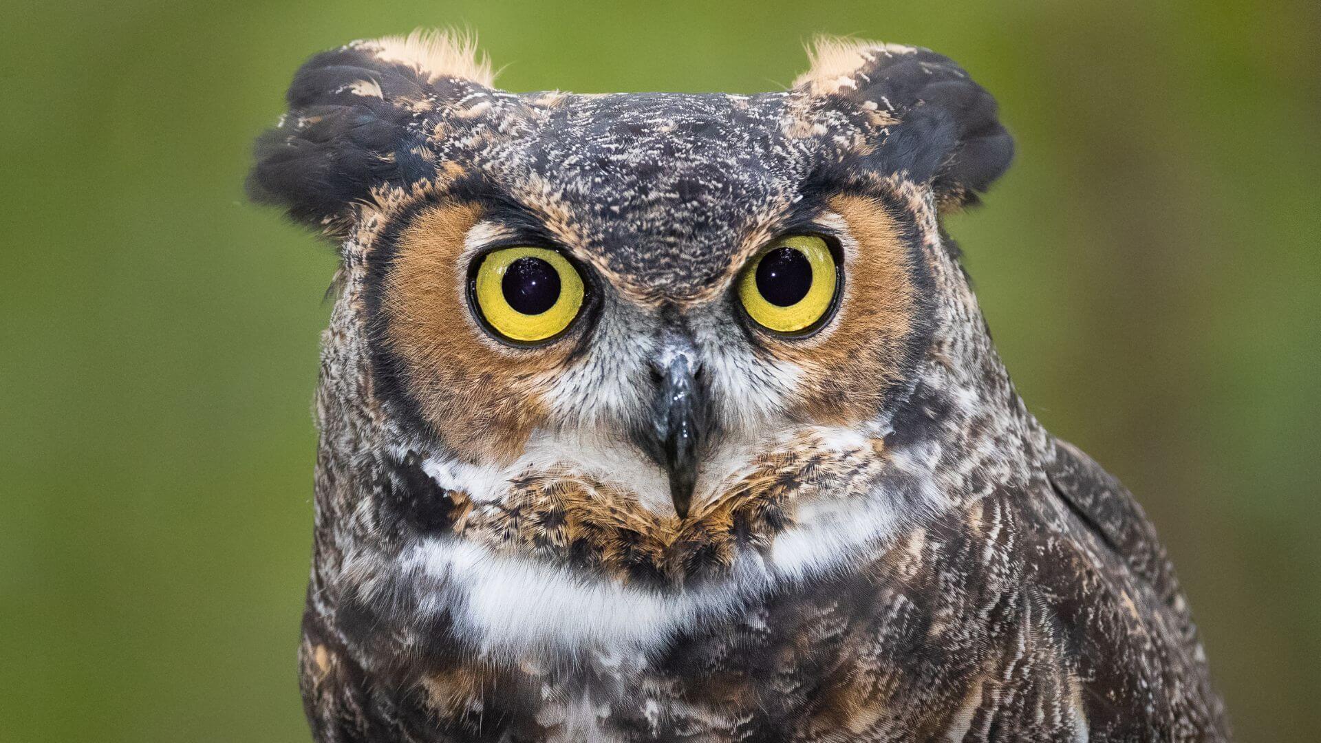 From Owls to Georgia O’Keeffe