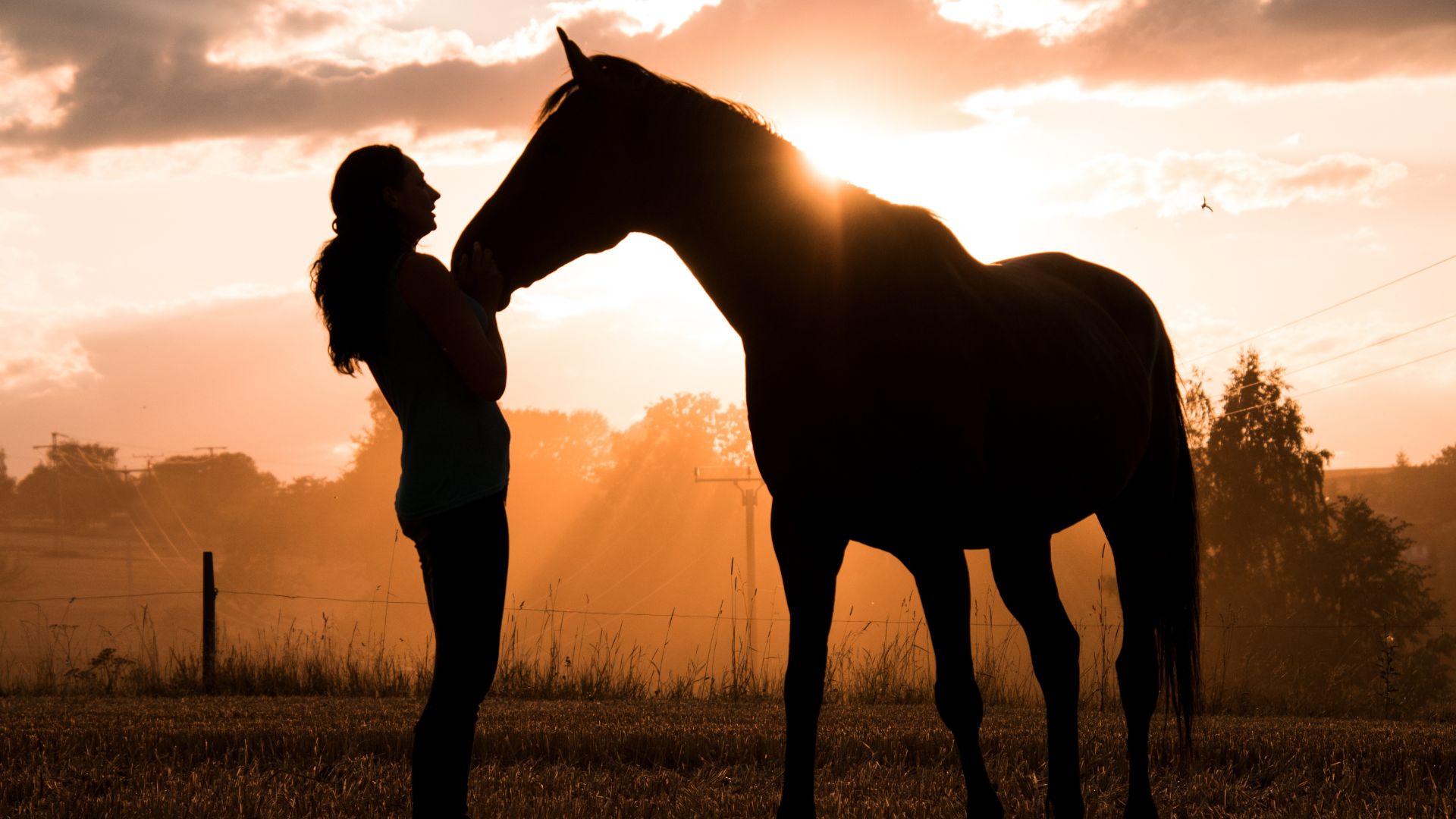 Animals in Mysteries
