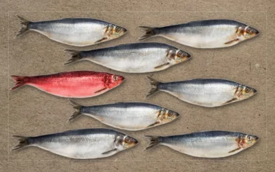 Red Herring and Misdirection