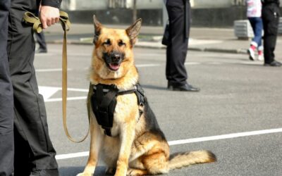 Search and Rescue